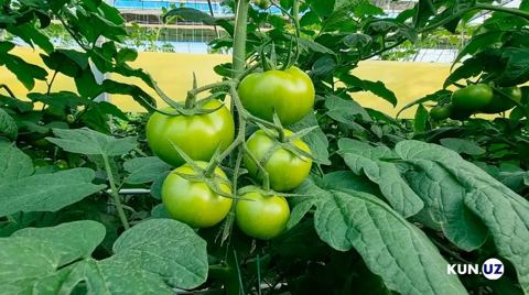 Green tomatoes growing in a greenhouse