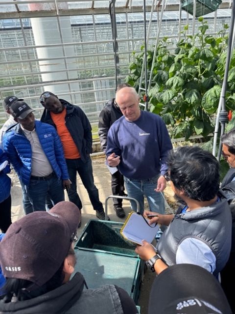 Fellows listening to the grower among cucumber plants in a greenhouse
